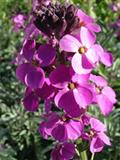 wallflower 'Bowles's Mauve'
